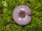 Wild Northern purple-colored milk-cap mushroom, Lactarius trivialis, close-up in moss, selective focus, shallow DOF
