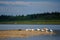 Wild Northern white gulls stand on the Bank