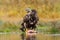 Wild Norway. White-tailed Eagle, Haliaeetus albicilla, feeding kill fish in the water, with brown grass in background. Wildlife sc