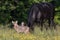 Wild, nursing female Coyote  in Cades Cove Park