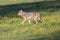 Wild, nursing female Coyote in Cades Cove Park