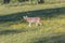 Wild, nursing female Coyote in Cades Cove Park