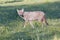 Wild, nursing female Coyote in Cades Cove Park