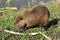 Wild nutria in Hula Lake nature reserve, Israel