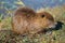 Wild nutria in Hula Lake nature reserve, Israel