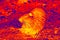 Wild nutria night feeding in scientific high-tech thermal imager on night background