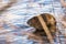 Wild nutria sitting on the shore of Moldau river in Prague