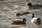 Wild nutria swimming between wild ducks in Vltava river in Prague