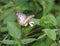 Wild and nutritive habitat for a white peacock butterfly