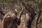 Wild nyala