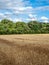 Wild  oats, Avena fatua. Farmland weed, England
