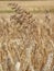 Wild  oats, Avena fatua. Farmland weed, England