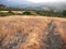 Wild oats in early morning Andalusian sunrise