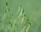 Wild oats grow in the field Avena fatua, Avena ludoviciana