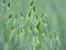 Wild oats grow in the field Avena fatua, Avena ludoviciana