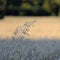 Wild oats in Provence