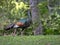 Wild Ocellated turkey, Meleagris ocellata, is brightly colored, Guatemala