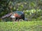 Wild Ocellated turkey, Meleagris ocellata, is brightly colored, Guatemala