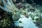 Wild octopus under water, beautiful Palma de Mallorca wild life, underwater wildlife Photography, amazing animal Photo