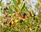 Wild Olives Ripening and Shrivelling on Tree