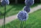 Wild onion flower bulb. Allium flower