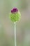 Wild onion inflorescence close-up. Wild flowers in the spring