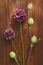 Wild onion violet on a wooden background of black walnut. Beautiful summer wildflowers. Minimalism, loft style. vertical, vertical