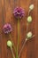 Wild onion violet on a wooden background of black walnut. Beautiful summer wildflowers. Minimalism, loft style. vertical, vertical