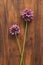 Wild onion violet on a wooden background of black walnut. Beautiful summer wildflowers. Two flowers. Minimalism. vertical,