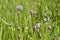 Wild onions in the meadow