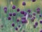 The wild onions in the meadow. Seed heads