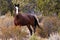 Wild Open Range Horse