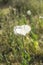 Wild opium poppy white flower