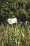 Wild opium poppy white flowers