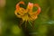 A Wild Oragne Tiger Lily Outside