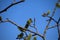 wild orange bee on a blooming willow branch