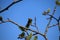 wild orange bee on blooming willow branch