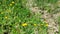 Wild orange colored butterfly flying over spring flower meadow,wings motion timelapse,nature insects wildlife