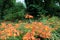 Wild orange crocosmia