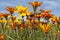 Wild Orange Flowers