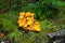 Wild orange mushrooms