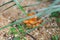 Wild orange mushrooms surrounded by golden gravel