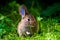 A wild orange Rabbit bunny with big ears in a fresh green forest (Spring baby rabbit or Easter rabbit