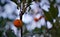 Wild orange spiky fruit