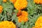 Wild orange-winged butterfly on  yellow flowers XXV