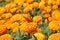 Wild orange-winged butterfly on  yellow flowers XXX