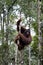 Wild orangutan, Borneo