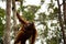 Wild Orangutan in Borneo forest.