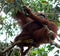 Wild Orangutan, Central Borneo