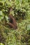 Wild Orangutan Contemplating Leaves in Hand, in the Bush